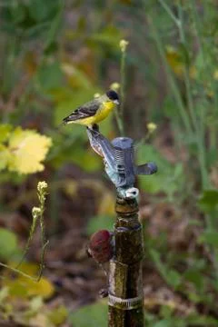 Lesser goldfinch, carduelis psaltria Stock Photos