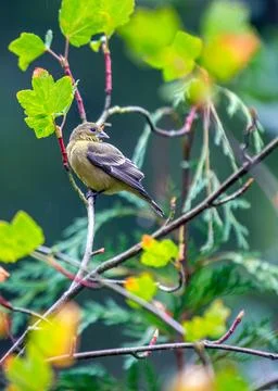 Lesser Goldfinch (Spinus psaltria) spotted outside Stock Photos