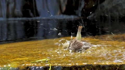 A lesser goldfinch splashes in a shallow stream and then flies away Stock Footage 155295584