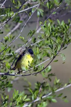 Lesser Goldfinch in spring Stock Photos