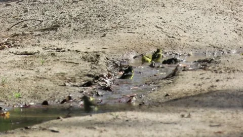 Lesser Goldfinches Bathing in Natural Stream Water Vídeos de archivo 344004489