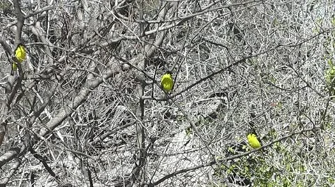 Lesser Goldfinches in the brush Stock Footage 22339100