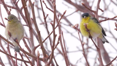Lesser Goldfinch's In a Tree Stock Footage 154923277