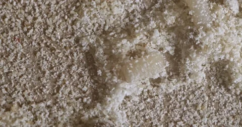 Lesser Grain Beetle 2 grubs crawling in contaminated stored food Stock Footage 141155187
