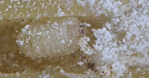 Lesser Grain Beetle grub larva feeding in contaminated stored food close Stock Footage 141155086