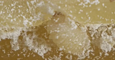 Lesser Grain Beetle grub larva feeding in contaminated stored food tight Stock Footage 141155112