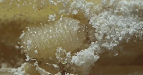 Lesser Grain Beetle grub larva feeding in contaminated stored food Stock Footage 141155262