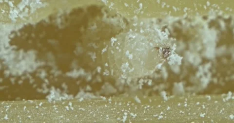 Lesser Grain Beetle larva in contaminated stored food shows jaws Stock Footage 141155087