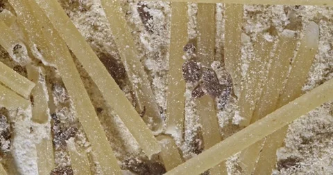 Lesser Grain Beetle, pan contaminated  food dead beetles and frass Stock Footage 141155241