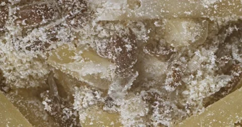 Lesser Grain Beetle, pan contaminated  food to larva Stock Footage 141155242