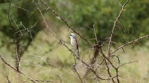 A Lesser Grey Shrike is perched on a tree. Stock Footage 218146699