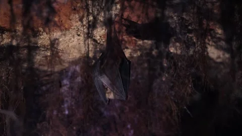 Lesser horseshoe bat covered by wings waking up by shaking after hibernation Stock Footage 321248030