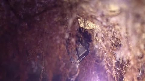 Lesser horseshoe bat covered by wings waking up by shaking after hibernation Stock Footage 321556474