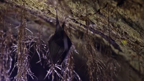 Lesser horseshoe bat covered by wings hanging upside down on while hibernating Stock Footage 321556592