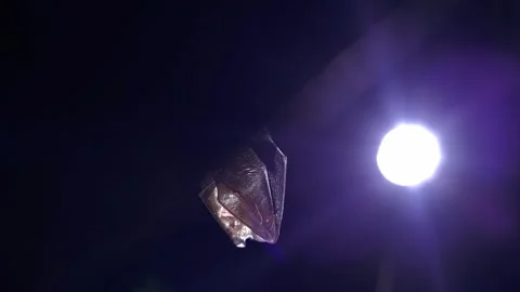 Lesser Horseshoe Bat Emerging from Cave Ceiling in Dramatic Backlight Stock Footage 330778545
