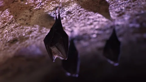 Lesser horseshoe bat in group covered by wings shaking woke after hibernation Stock Footage 321408338