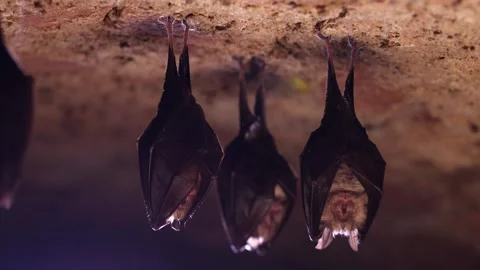 Lesser horseshoe bat group hanging upside down shaking woke after hibernation Stock Footage 317437662