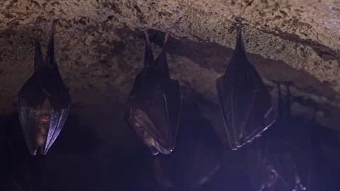 Lesser horseshoe bat group sleeping covered by wings upside down in hibernation Stock Footage 321428320