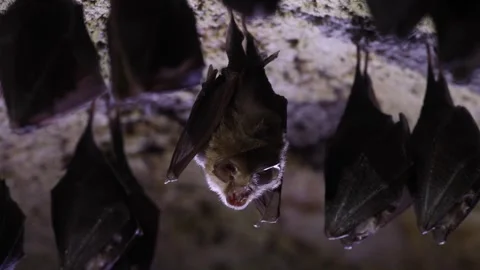 Lesser horseshoe bat in group taking off from undergrounds after hibernation Stock Footage 321233022