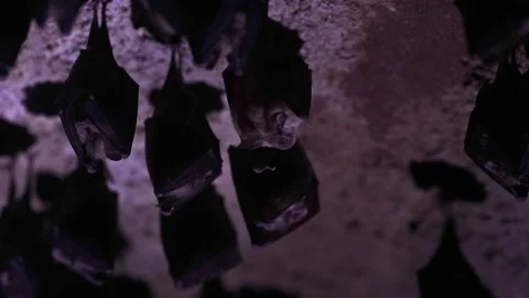 Lesser horseshoe bat in group taking off from undergrounds just after hibernate Stock Footage 321399538