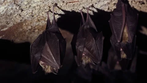 Lesser horseshoe bat group taking off from cellar undergrounds after hibernation Stock Footage 322174769