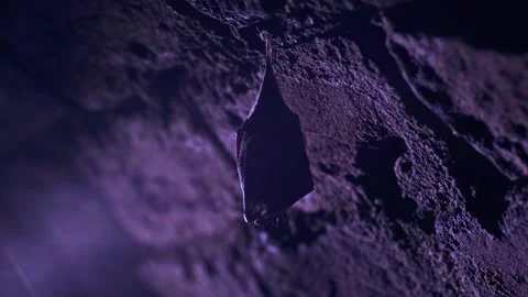 Lesser Horseshoe Bat Hibernating in Backlit Red Brick Cave Stock Footage 330788389