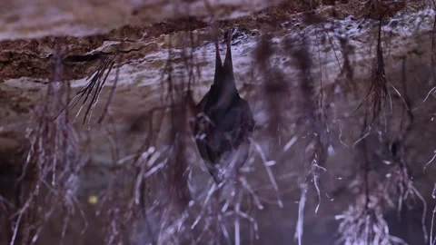 Lesser Horseshoe Bat Hibernating Behind Roots in Backlit Cave Stock Footage 330792801