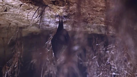 Lesser Horseshoe Bat Hibernating Behind Roots in Backlit Cave Stock Footage 330816686
