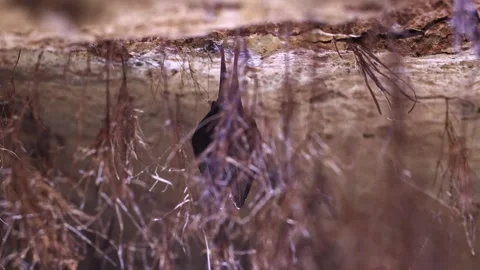 Lesser Horseshoe Bat Hibernating Behind Roots in Backlit Cave Stock Footage 330845779