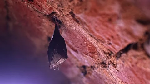 Lesser Horseshoe Bat Hibernating in Brick Vaulted Cave with Parallax Motion. Stock Footage 330756728