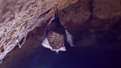 Lesser Horseshoe bat looking around and taking off after hibernation Stock Footage 316499552