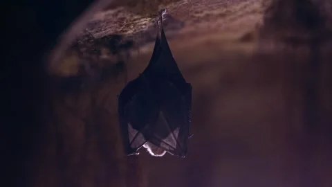 Lesser horseshoe bat looking around in cellar preparing for hibernation Stock Footage 321232964