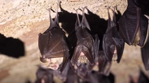Lesser horseshoe bat looking around in group in cellar just after hibernation Stock Footage 321813908