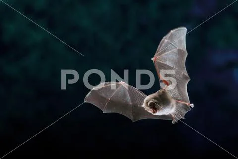 Lesser horseshoe bat Stock Photos