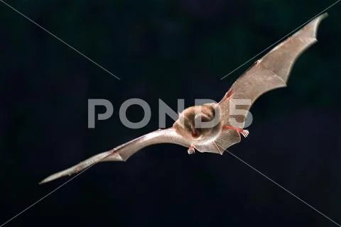 Lesser horseshoe bat Stock Photos