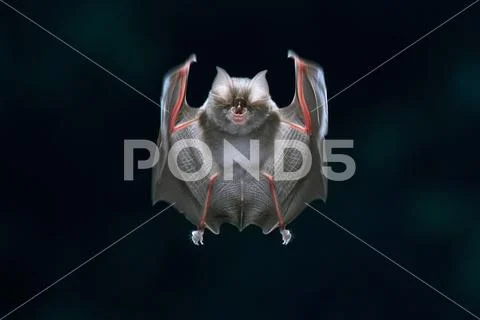 Lesser horseshoe bat Stock Photos