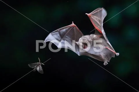 Lesser horseshoe bat Stock Photos
