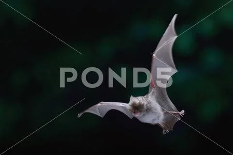 Lesser horseshoe bat Stock Photos