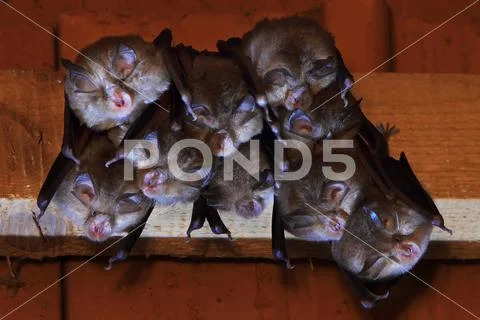 Lesser horseshoe bat Stock Photos