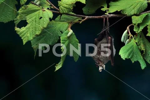 Lesser horseshoe bat Stock Photos