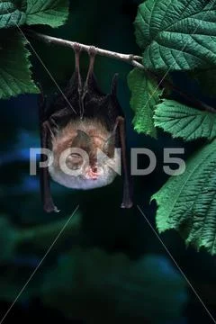Lesser horseshoe bat Stock Photos
