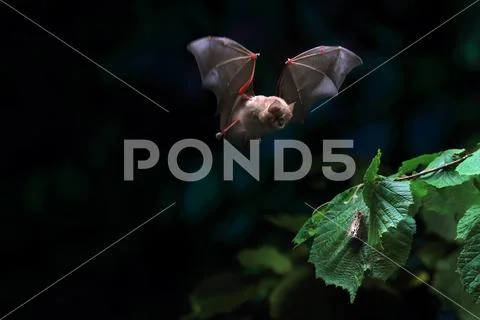 Lesser horseshoe bat Stock Photos