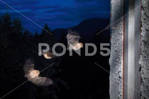 Lesser horseshoe bat Stock Photos