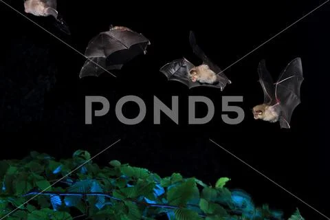 Lesser horseshoe bat Stock Photos