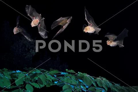 Lesser horseshoe bat Stock Photos