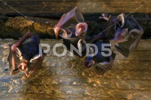 Lesser horseshoe bat Stock Photos