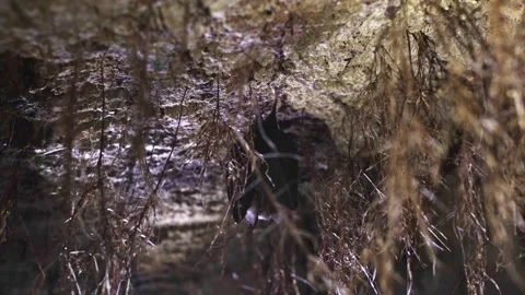 Lesser horseshoe bat taking off from ceiling growth by roots after hibernation Stock Footage 316797188