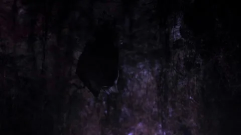 Lesser horseshoe bat taking off in darkness underground after hibernation Stock Footage 316797078