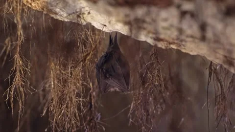 Lesser horseshoe bat on top of cellar waking up by shaking after hibernation Stock Footage 321813529