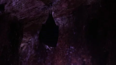 Lesser horseshoe bat on top of cellar waking up by shaking after hibernation Stock Footage 321813542